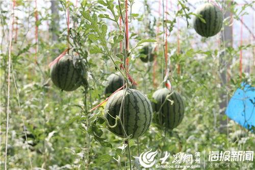 云南怒江网红吃瓜视频,揭秘当地特色美食与风土人情