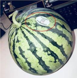 辽宁网红吃瓜,揭秘娱乐圈幕后故事