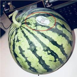 最近吴川网红吃瓜,揭秘网络舆论背后的真相与争议